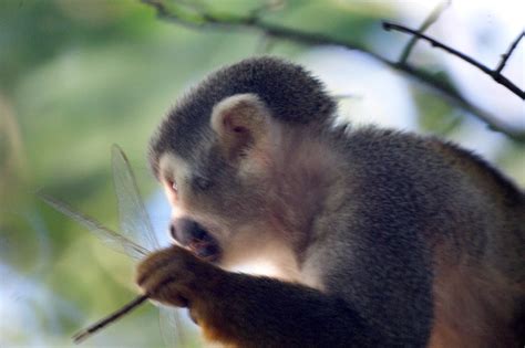 Brazilian Squirrel monkey eating an insect | Squirrel monkey… | Flickr