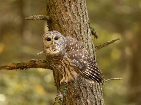 Barred Owl Nesting A Complete Guide Birdfact