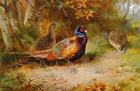 Autumn Covert Pheasants Painting By Archibald Thorburn