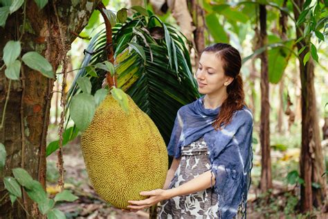 ジャックフルーツ（パラミツ）とは？味、栄養、食べ方レシピ。どこで購入できるの？ サンタローサ公式オンラインストア