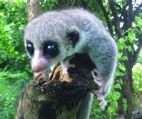 You are Saving a New Species of Lemur in the Wild - The Houston Zoo