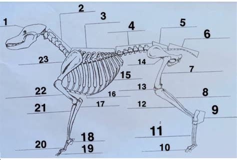 Dog skeleton Diagram | Quizlet