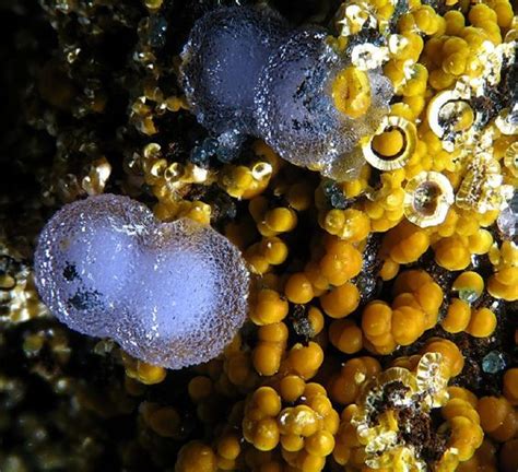 Strengite Cacoxenite Miguel Vacas Mine Conceição Vila Viçosa