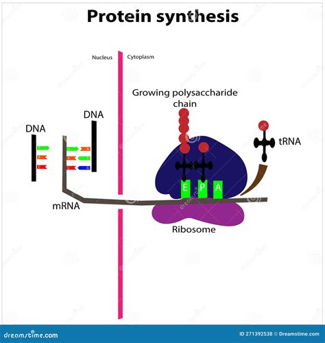 Protein Synthesis Process Transcription Translation Ribosomes Rna Stock