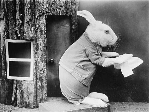 A House Proud Rabbit Shakes Dirt Off Of A Cloth After A