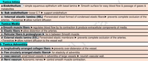 Histo 104 Written Flashcards Quizlet