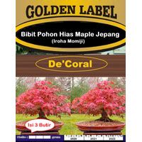 Jual Pohon Maple Terbaik Harga Murah Januari 2024 Cicil 0