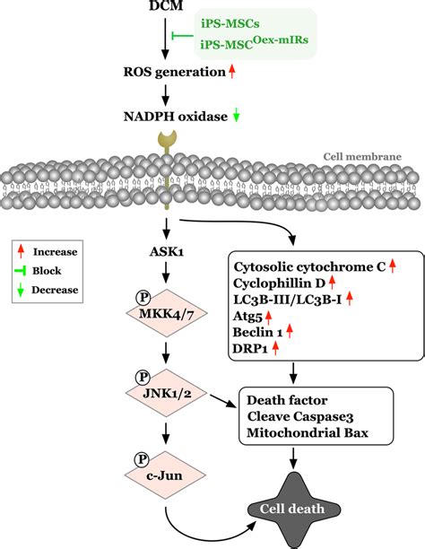 Schematically illustrate the upstream and downstream inflammatory ... 