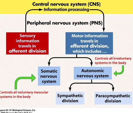 Central Nervous System Flashcards Quizlet