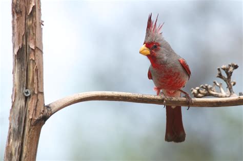 Top Facts About The Pyrrhuloxia Desert Cardinal