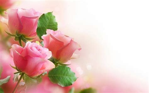 Flower Wallpaper High Resolution Download. | Beautiful flowers ...