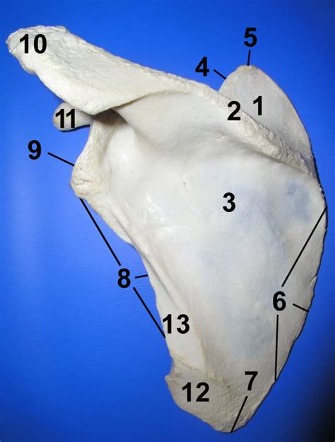 Processus Coracoideus