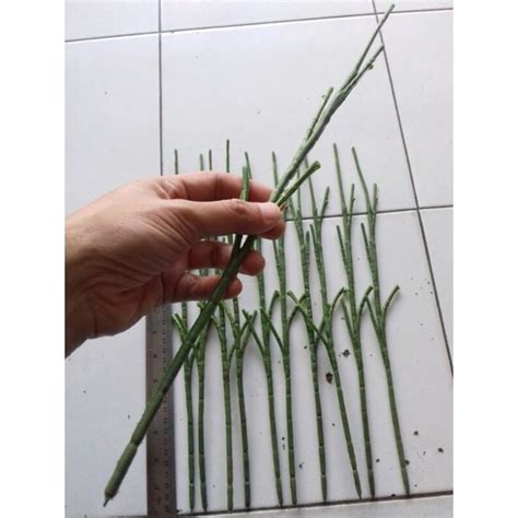 jual batang bunga plastik  cm shopee indonesia