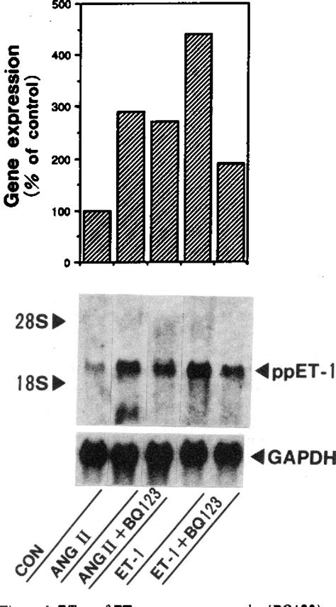 Figure 6 From Endothelin 1 Is An Autocrine Paracrine Factor In The