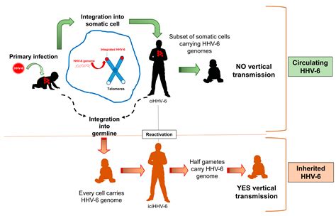 Current Understanding Of Human Herpesvirus (HHV-6), 60% OFF