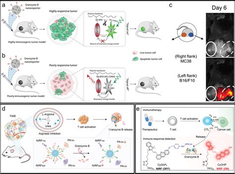 The Realtime Monitoring Of Granzyme B Through Molecularimagingguided