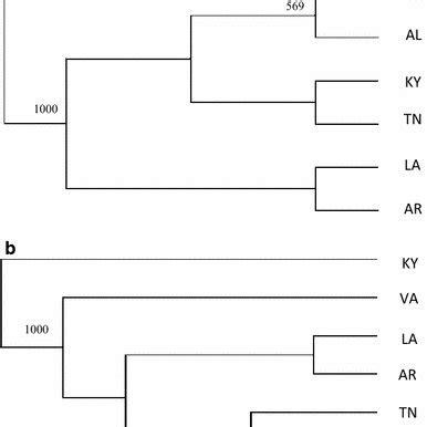 Unrooted Neighbor Joining Dendrograms Of The Seven Cypripedium