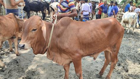 আজ ২৭ সেপ্টেম্বর ১ লাখের মধ্যে খামার উপযোগী শাহিওয়াল ও ক্রসজাতের ষাঁড় গরুর দাম জানুন