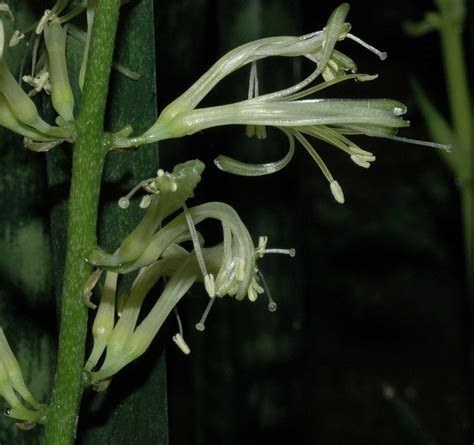 Sansevieria Trifasciata Asparagaceae Image 22827 At