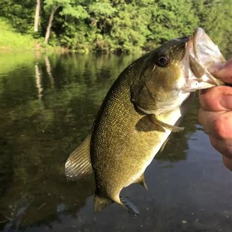 List Of Fish Species In Lake Hartwell Updated Pond Informer