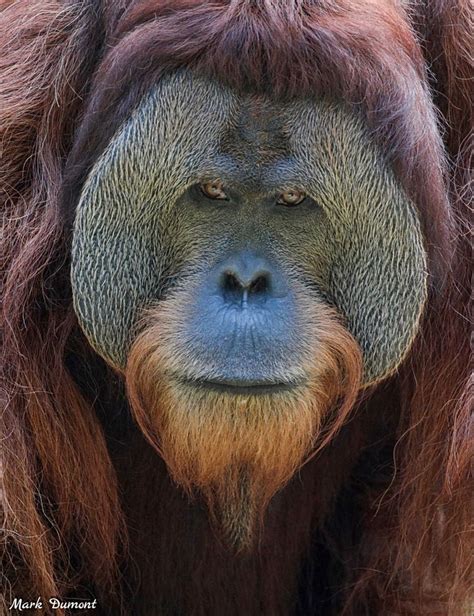 an orangutan's face is shown with brown hair