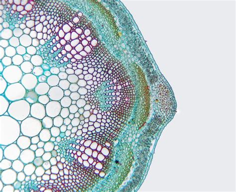 Photo About Alfalfa Medicago Hay Stem Partial Cross Section Image Of Stem Botany Alfalfa