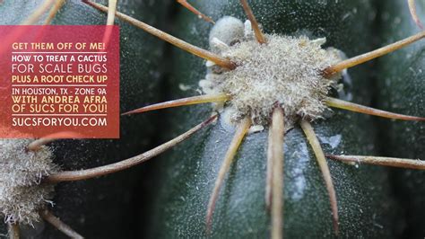 How To Get Rid Of White Fungus On Cactus What Are The Best Ways To