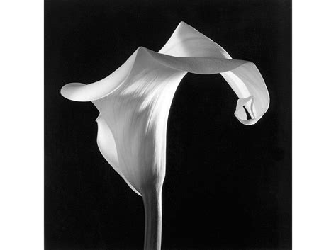 Robert Mapplethorpe Could Make Even Tulips Erotic Flora And Flowers Art And Photography