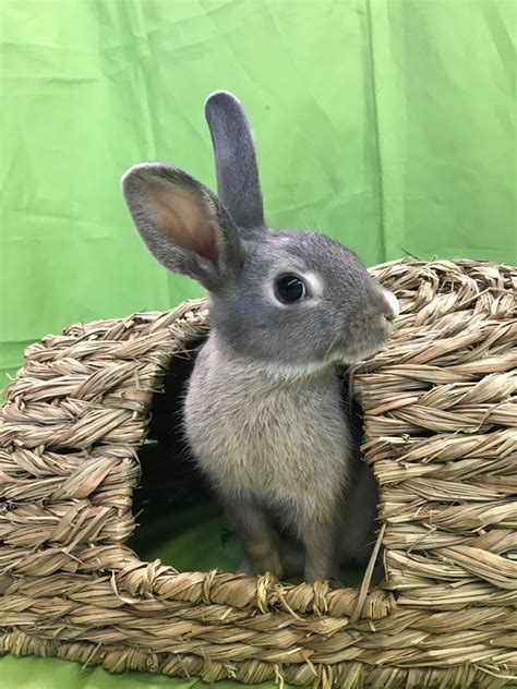 Adoptable bunnies at Rabbit Rescue Shelter