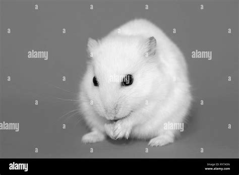 Black And White Hamster Hi Res Stock Photography And Images Alamy