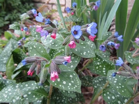 Cheesehead Gardening: Shade Plant of the Week - Pulmonaria