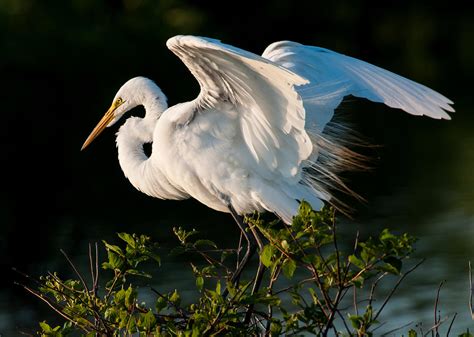 Priority Bird Profile Great Egret Audubon North Carolina