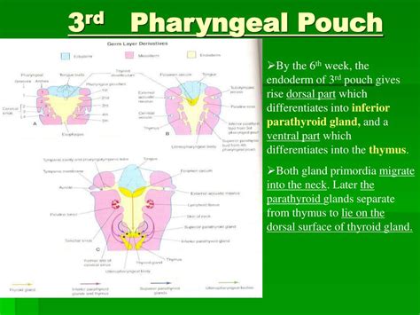 Ppt The Respiratory System Powerpoint Presentation Free Download