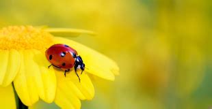 Coccinelle Insecte Indispensable Et Populaire Comment Vit Elle