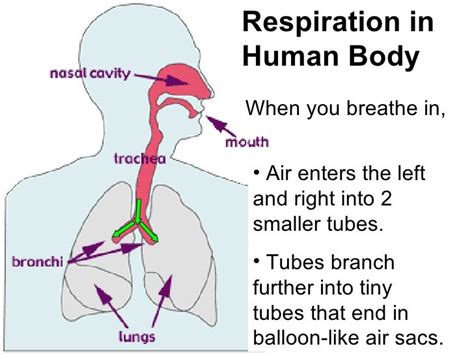 Human Respiratory System