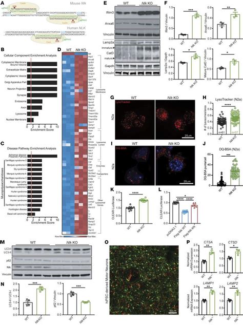 JCI Reduction Of Nemo Like Kinase Increases Lysosome Biogenesis And