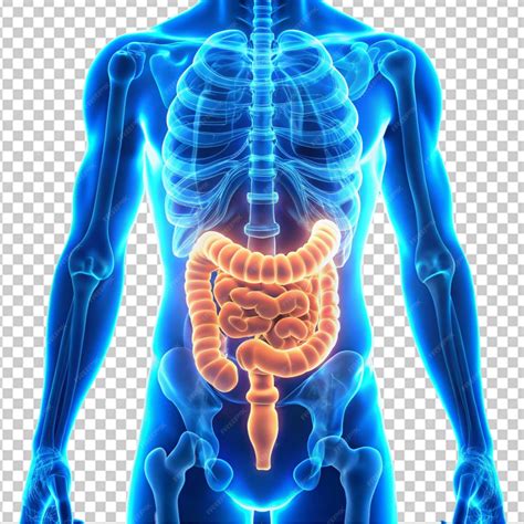 The image shows a glowing blue intestine The intestine is the longest