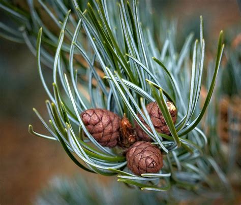 Pinus Parviflora Glauca 22w50 Japanese White Pine J1 Flickr