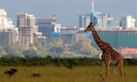 Attractions In Nairobi National Park | Kenya Safaris Tours | Kenya