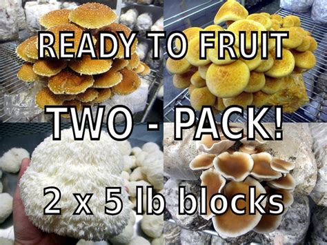 Two Blocks Your Choice Mushroom Kit Multi Pack Inoculated And Ready To Fruit Etsy