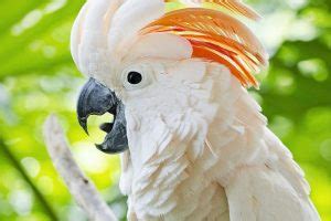 Moluccan Cockatoo Facts Pet Care Behavior Price Pictures