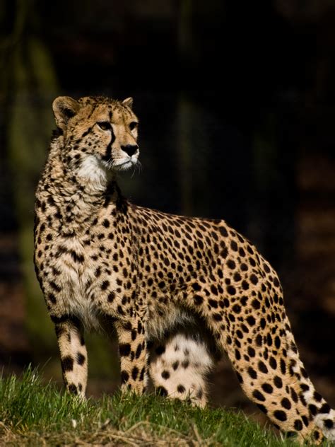 File:Cheetah looking.jpg - Wikipedia