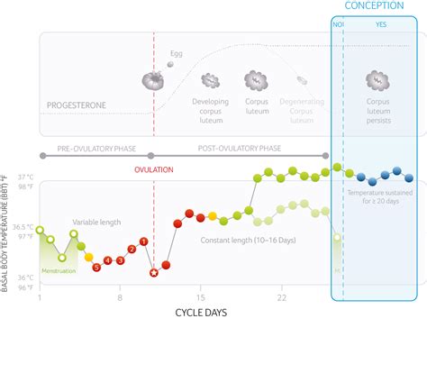 Basal Body Temperature Frequently Asked Questions