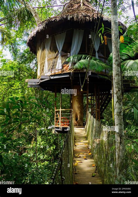 Glamping accommodation in the Amazon rainforest. Wooden treehouse ...