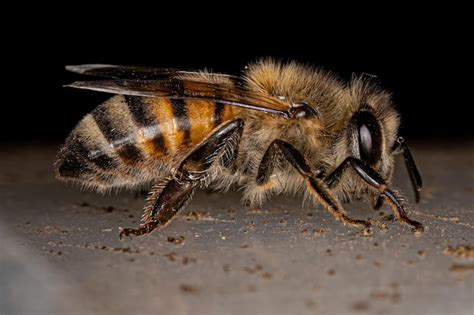 Abeja De Miel Occidental Hembra Adulta Foto Premium