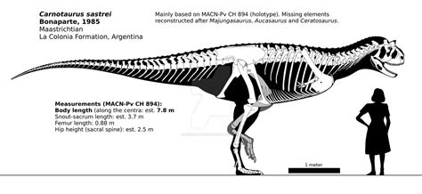 Carnotaurus Sastrei Skeletal Reconstruction By Randomdinos On Deviantart