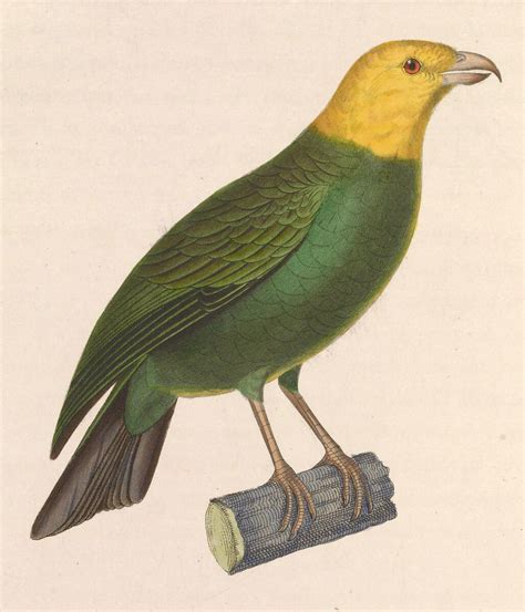 ou store norske leksikon