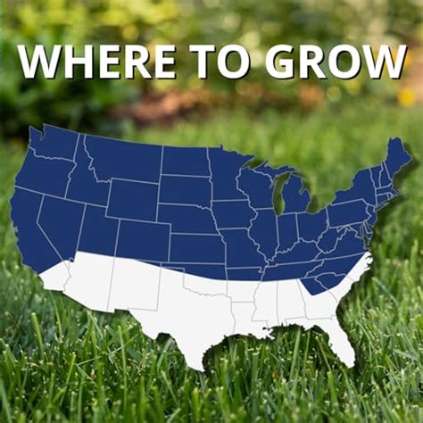 Best Drought Tolerant Grass Seeds For Hot Climates In