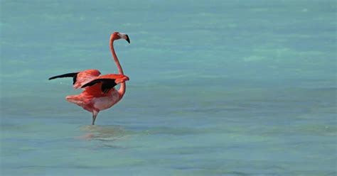 Dommelvos Natuurfotografie Bonaire Pretty Flamingo