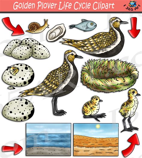 Golden Plover Life Cycle Clipart Download - Clipart 4 School